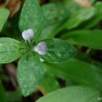 Rostellularia procumbens (L.) Nees